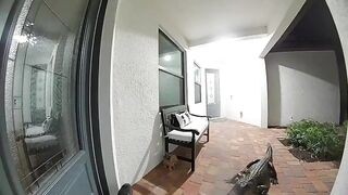 Florida alligators caught on Ring doorbell trying to open door to enter inside a home