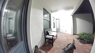 Florida alligators caught on Ring doorbell trying to open door to enter inside a home
