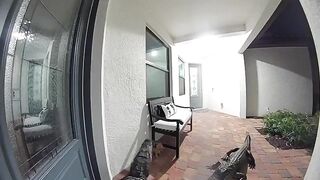 Florida alligators caught on Ring doorbell trying to open door to enter inside a home
