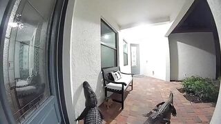 Florida alligators caught on Ring doorbell trying to open door to enter inside a home