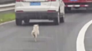 Poor Doggy gets abandoned on the Highway but is Rescued by even better Owners