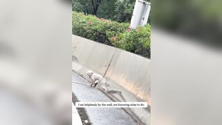 Poor Doggy gets abandoned on the Highway but is Rescued by even better Owners