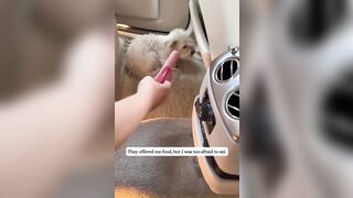 Poor Doggy gets abandoned on the Highway but is Rescued by even better Owners