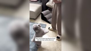 Poor Doggy gets abandoned on the Highway but is Rescued by even better Owners