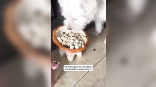 Poor Doggy gets abandoned on the Highway but is Rescued by even better Owners