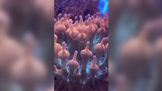 The most Erotic Creature in the Ocean..