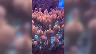 The most Erotic Creature in the Ocean..