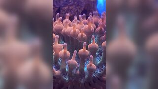 The most Erotic Creature in the Ocean..