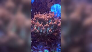 The most Erotic Creature in the Ocean..