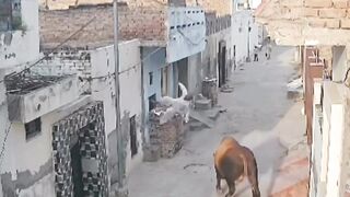 This is why we eat them here.