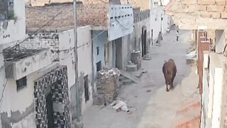 This is why we eat them here.