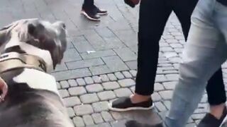 Beware of Dog: A German girl decides to troll refugees and walks her pitbull in a Muslim-majority area in Cologne.