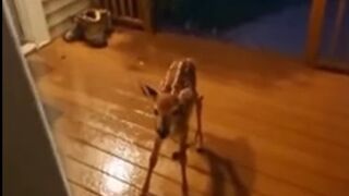 Fawn goes to mans house. Man follows fawn after it didn't leave.