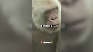 The usual suspects gots beef with ... gorillas?