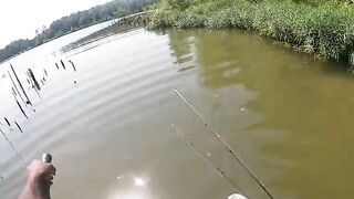 The usual suspects get stung with bees.