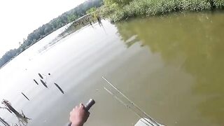 The usual suspects get stung with bees.