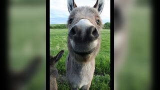 Baby Donkey Being an Jackass