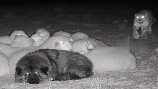 Good boy Shepard Dog Protects Flock from Leopard.... Then, Big Bro Shows Up!