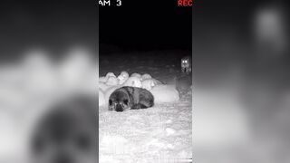 Good boy Shepard Dog Protects Flock from Leopard.... Then, Big Bro Shows Up!