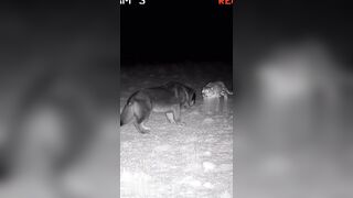 Good boy Shepard Dog Protects Flock from Leopard.... Then, Big Bro Shows Up!