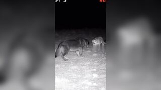 Good boy Shepard Dog Protects Flock from Leopard.... Then, Big Bro Shows Up!