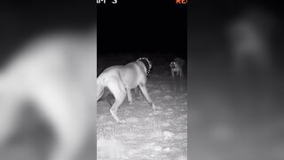 Good boy Shepard Dog Protects Flock from Leopard.... Then, Big Bro Shows Up!