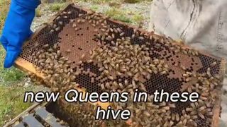 Why the Bees? Meanwhile in New Zealand “We’ve been told to burn healthy strong beehives” “Look at how healthy these bees are no disease or anything”