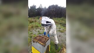 Why the Bees? Meanwhile in New Zealand “We’ve been told to burn healthy strong beehives” “Look at how healthy these bees are no disease or anything”