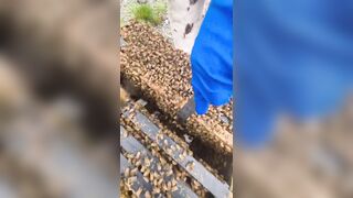 Why the Bees? Meanwhile in New Zealand “We’ve been told to burn healthy strong beehives” “Look at how healthy these bees are no disease or anything”