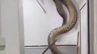 150 lb. Python crashes through a Malaysian family's ceiling