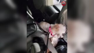 Illegal Immigrant Drunk Driver Passes Out at Wheel, Slams into Elderly Woman