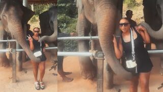 Elephant Becomes Sick After Sniffing It