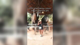 Elephant Becomes Sick After Sniffing It