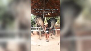 Elephant Becomes Sick After Sniffing It