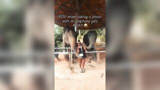 Elephant Becomes Sick After Sniffing It