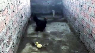 turkey ain't no chicken