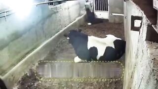 Abdool Picked the Wrong... FAFO Ensues