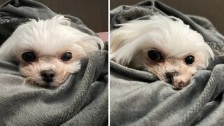 You can see how joyful those subhuman gazes are when they kick the tiny pup.